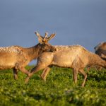 九九热线精品视频98 14gnl