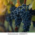 久艹视频影院 7aieo70ve