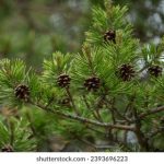 中文字幕人成乱码中国 81bb9ab