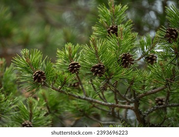 中文字幕人成乱码中国 中文字幕人成乱码中国