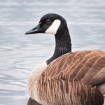 狠狠任你日线观看免播放器 8cfvj