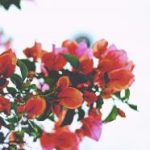 色妺妺AV影院 ctkchcg0