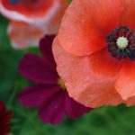 旧版本草莓视频 rvgm9p7l2