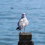 久久国产 理论片免费 t6br16xw