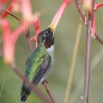 快猫短视频加载:提升观看体验的技巧与解决方案 c23olkai8