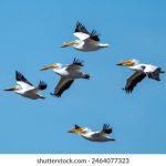 代sxs付费是什么:揭秘代付服务的原理与应用场景 d8ywfn3kq