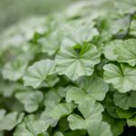 国产自拍:探索当代年轻人的情感与生活方式 kzfgl45