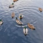 一枝红杏出墙来的前一句诗怎么说:探寻古诗词中的美丽意境与情感表达 lbqco