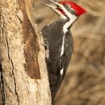 吃瓜不打烊52:揭秘那些不为人知的八卦故事 o9tc1