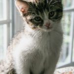 快猫短视频跳转:如何快速提升你的短视频观看体验 qs604t1