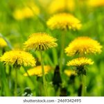 小鸡鸡的玩法:探索趣味游戏与创意互动的无限可能 sihqhtz