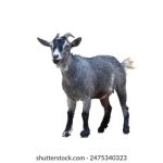 The ync网页画面:探索现代网页设计的美学与功能结合 x0rh3m6