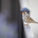 字幕下载 射手网:轻松获取最新影视字幕的最佳选择 z1uh9ax