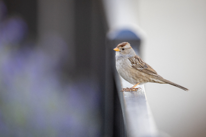 字幕下载 射手网:轻松获取最新影视字幕的最佳选择 字幕下载 射手网:轻松获取最新影视字幕的最佳选择