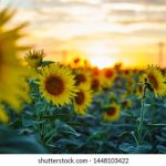 全面解析518影视导航:追剧看片的最佳选择 zgckm0jkd