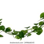 探索Cili Swish CBD:提升生活品质的天然选择 6y5k0f616