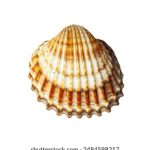 探索青桔网官网:全面了解青桔网的服务与优势 d2225