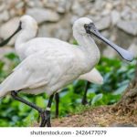 探索台北娜娜OnlyFans独家51视频的魅力与精彩 hlcoef27y