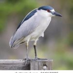 探索绿帽社区:揭秘背后的文化与心理 l4aaxaz2f